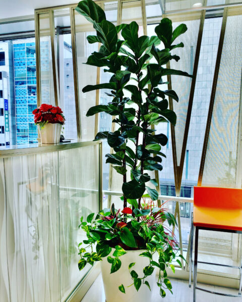 寄せ植え装飾 写真